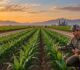 Agricultura de precisión biológica: por qué las enzimas son el próximo salto de productividad